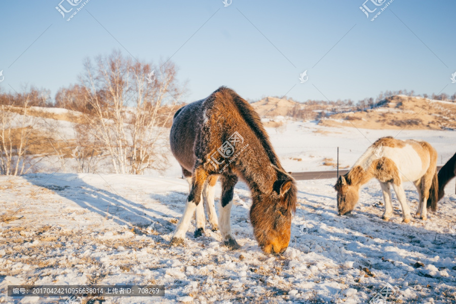 清晨雪地上的马群