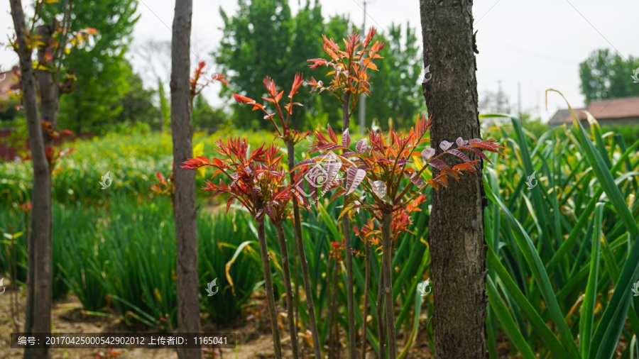 香椿,香椿树,香椿芽