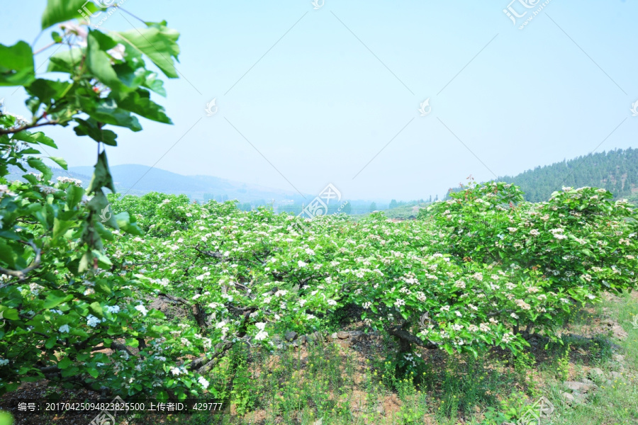 大片山楂花