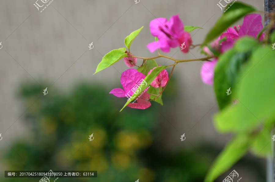 三角梅,花卉,艳丽,家庭养花