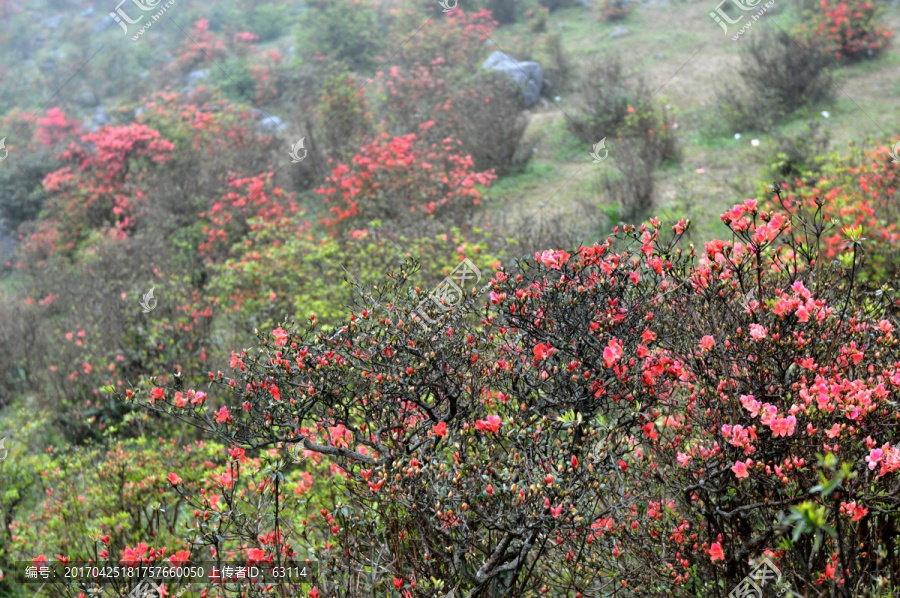 杜鹃花,映山红,山上野花,自然
