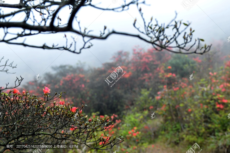 杜鹃花,映山红,山上野花