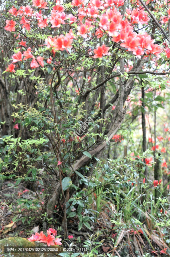 杜鹃花,映山红,山上野花,自然