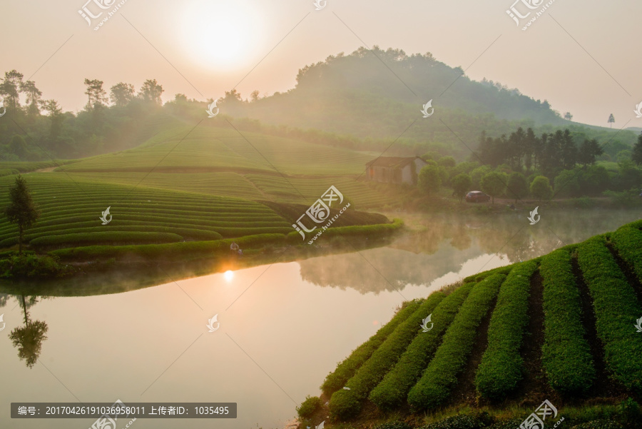 茶园风光