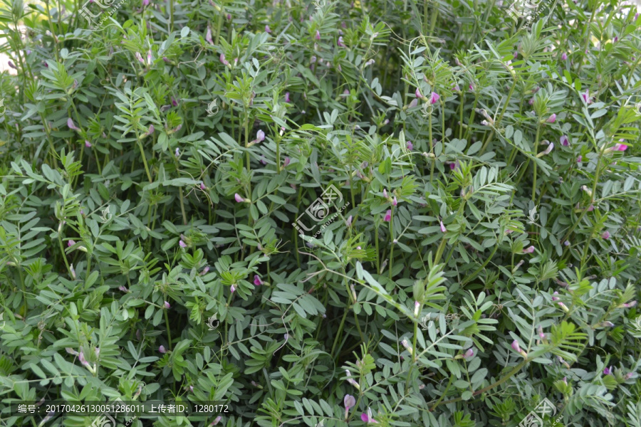 绿色植物,植物墙