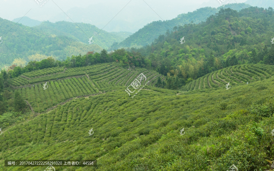 茶园,茶山,茶场