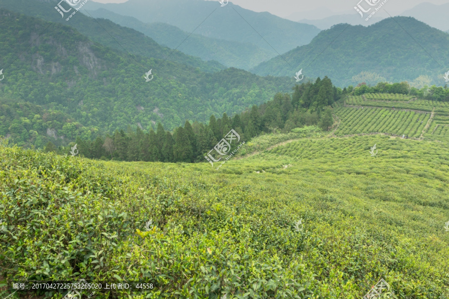 茶园,茶山,茶场