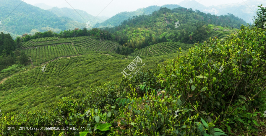 茶园,茶山,茶场