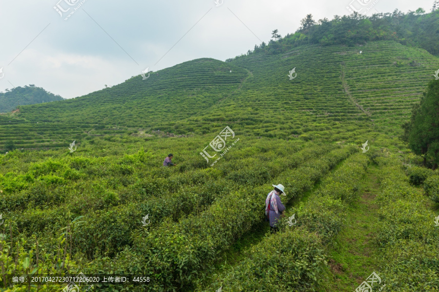 茶叶种植