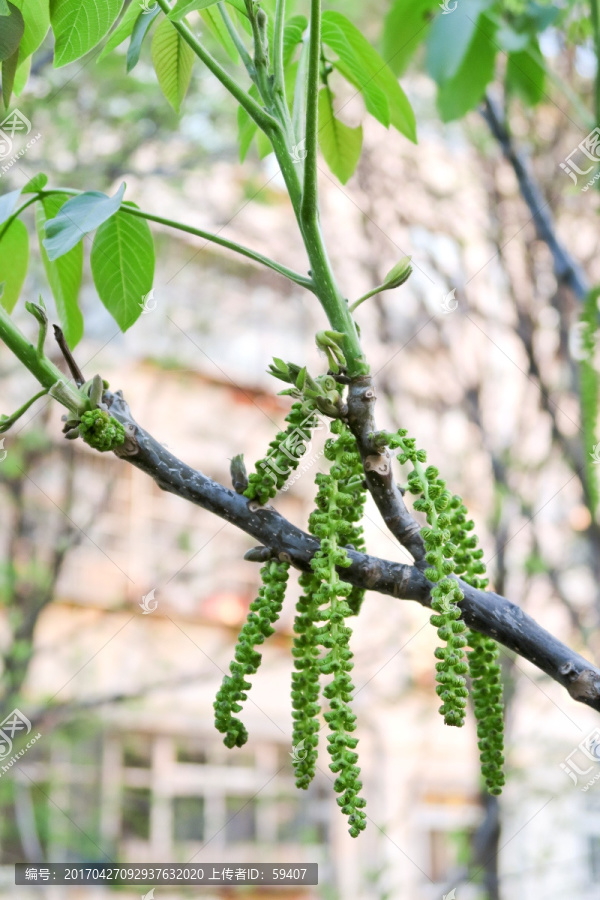 核桃花