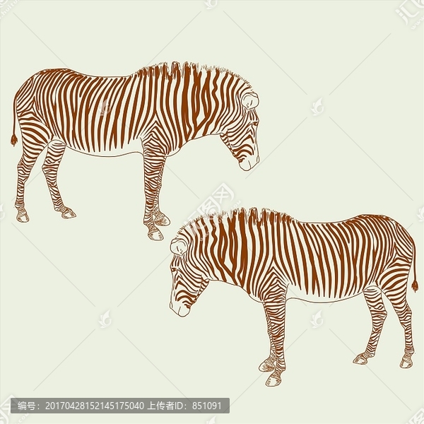 兩只斑馬矢量插畫