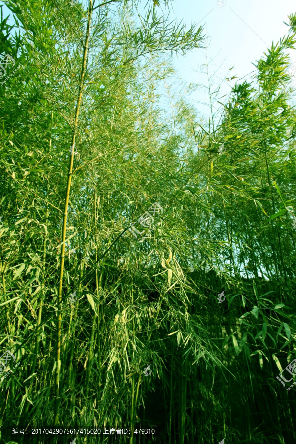 竹子,竹林,竹子圖片