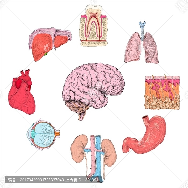 人体器官集肺心脑肾手绘矢量图