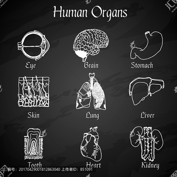 人体器官图标
