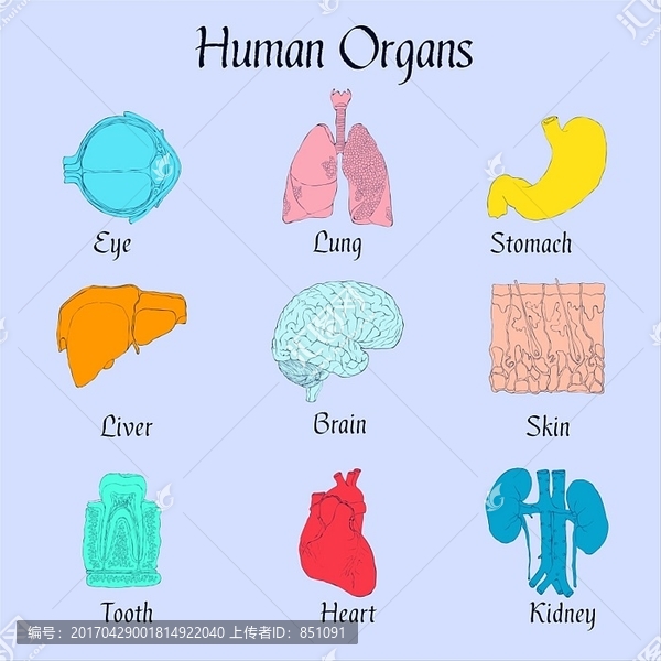 人体器官平面图标集