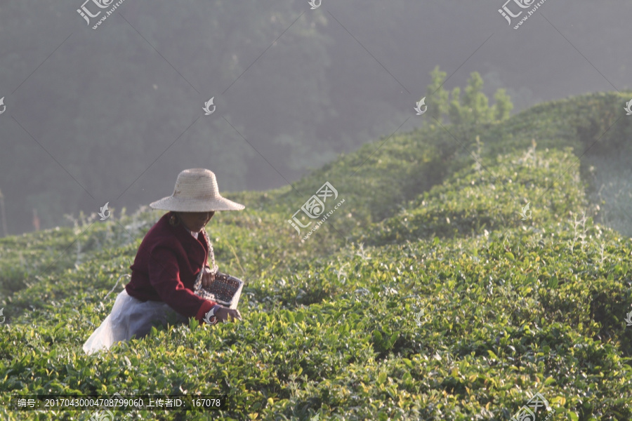 春天,采茶人