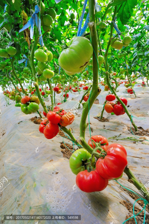 西红柿种植基地高清大图照片