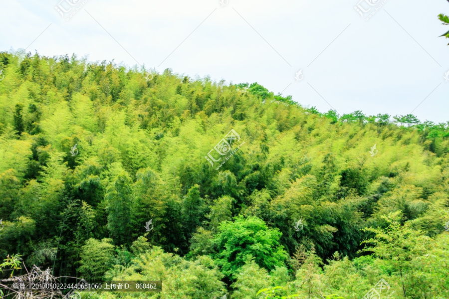 竹林天空,竹子素材,竹子背景