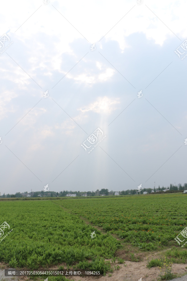 夏日田野