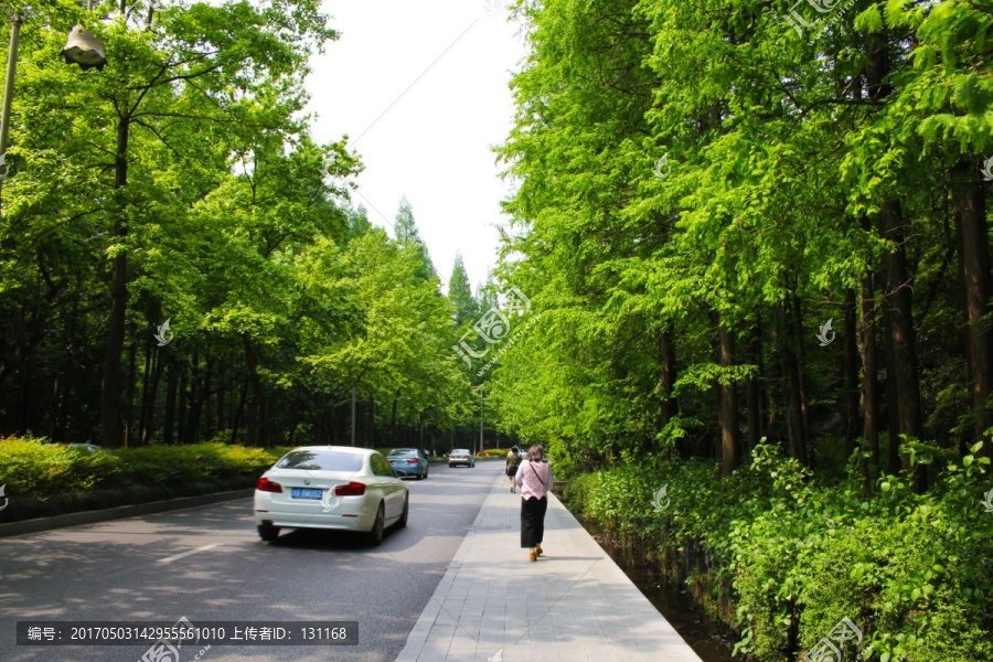 绿荫大道,最美马路