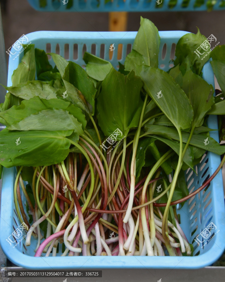 野菜,竹叶菜