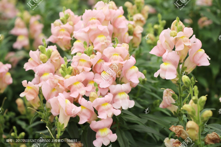 金鱼草,粉色的花