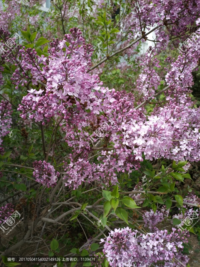 丁香花