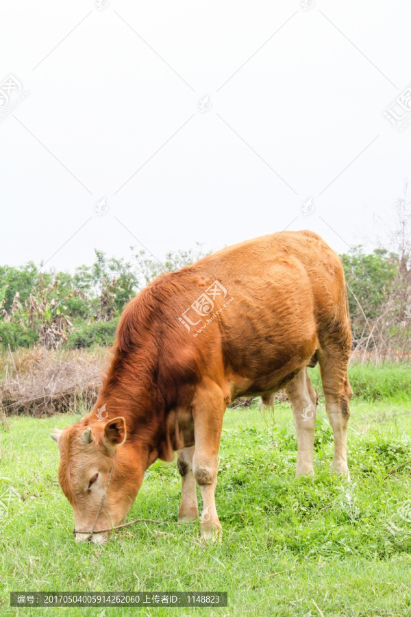 牛,黄牛,肉牛