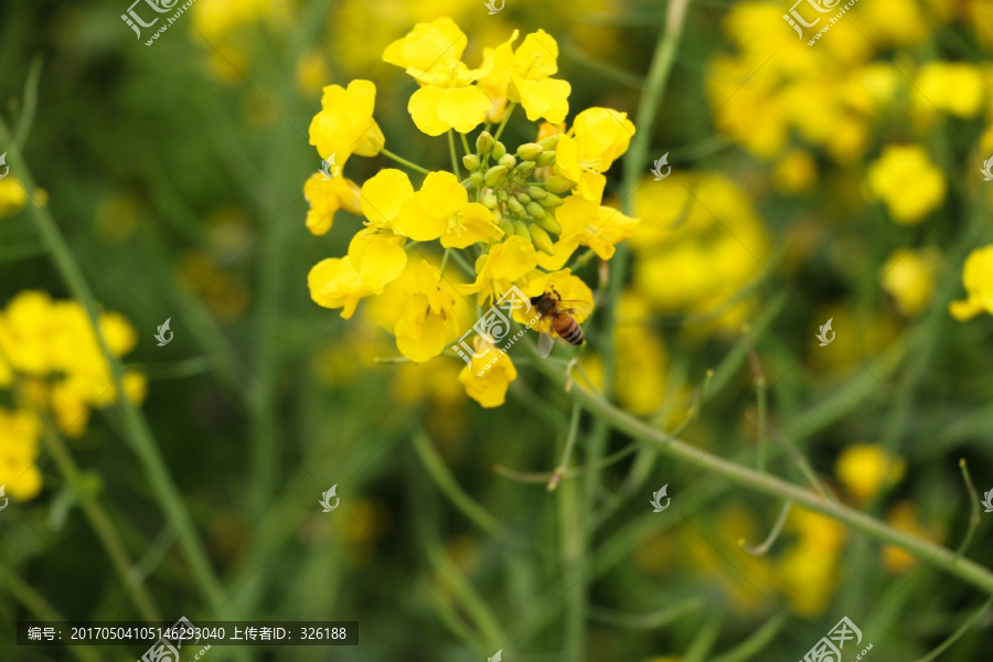 油菜花和小蜜蜂