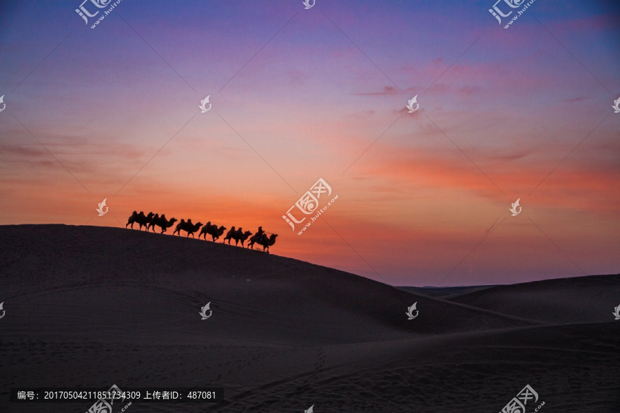 沙漠骆队