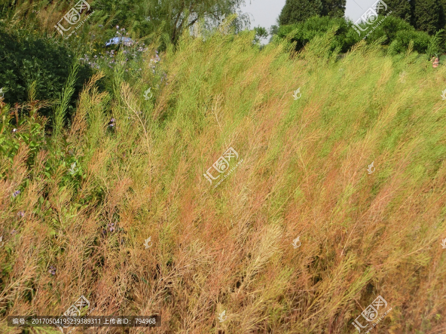 植物背景-匯圖網(wǎng) www.fosd68.com 植物背景