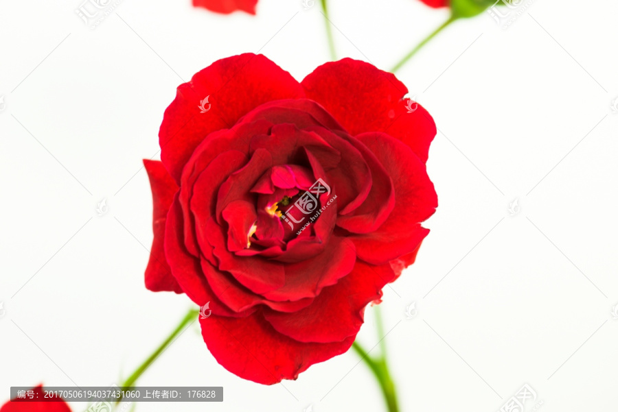 玫瑰花