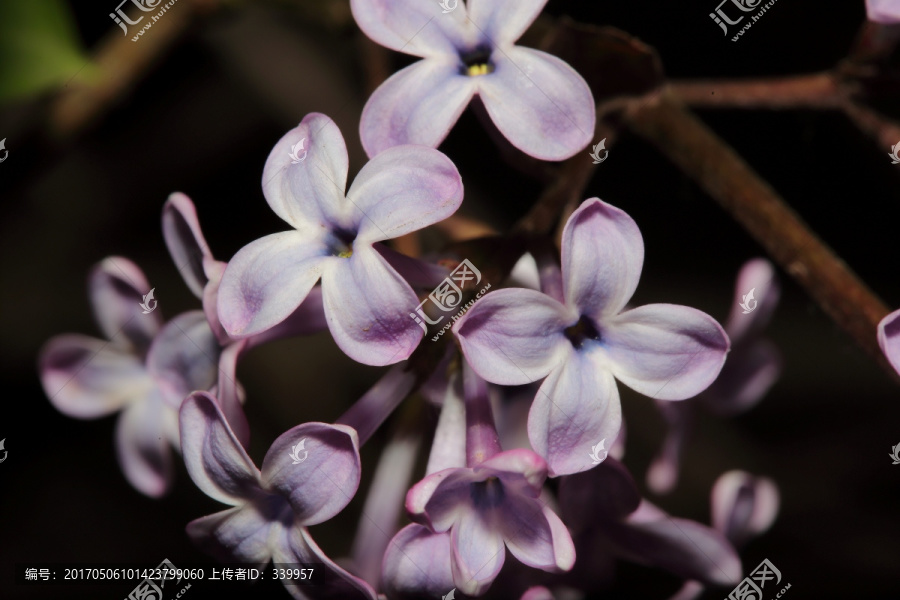 丁香花