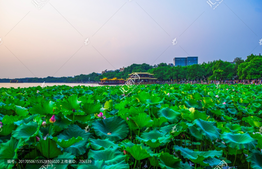 杭州西湖,西湖荷花