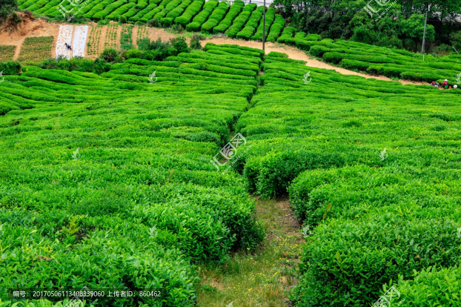 茶山茶场,茶叶生产,茶叶产区