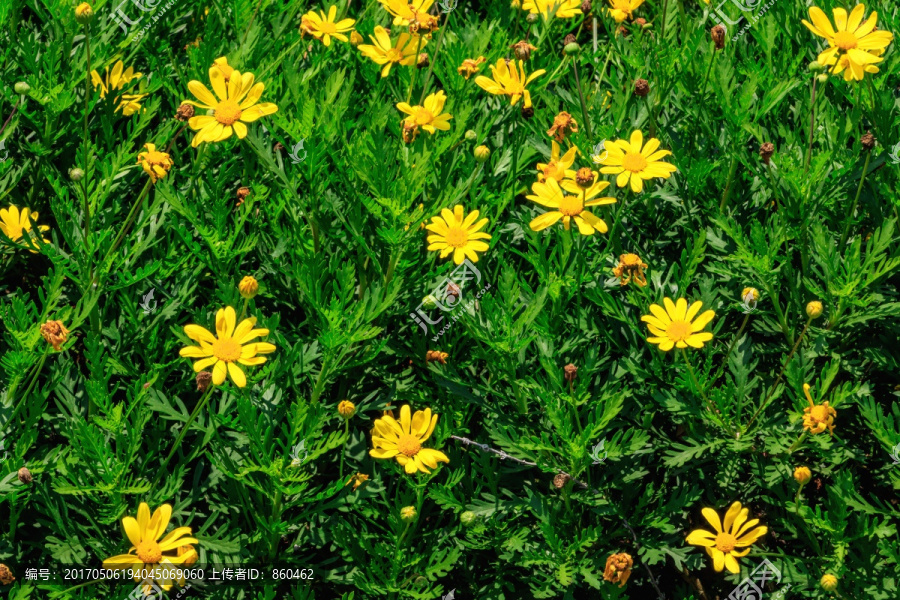 花卉,花卉背景,植物学,鲜花