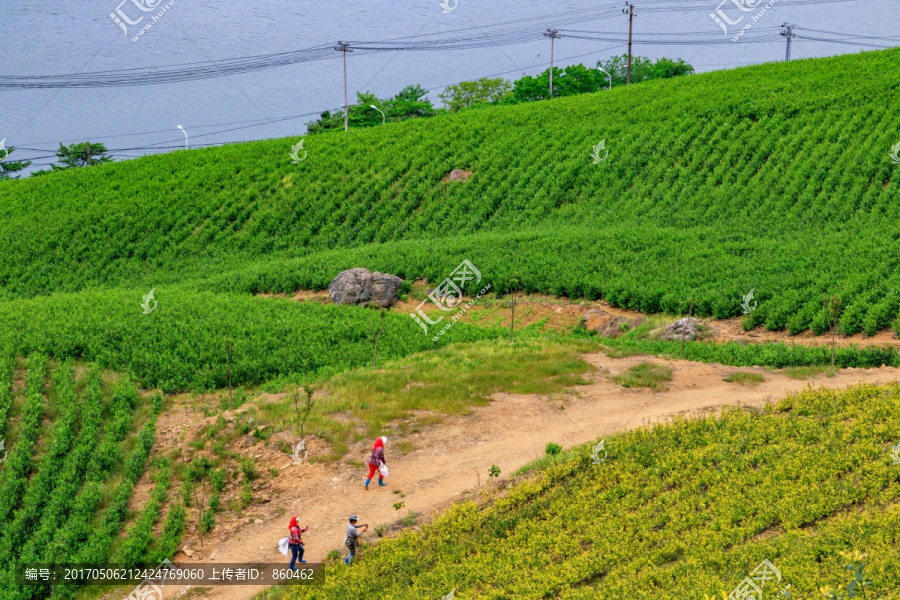 茶山茶场,茶山茶园,茶叶生产