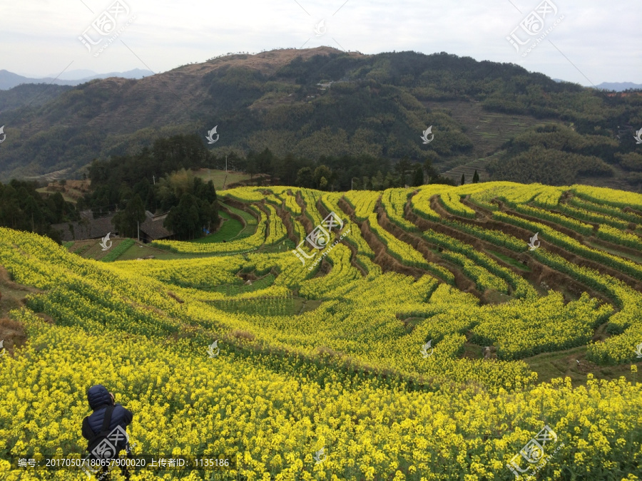 满山油菜花