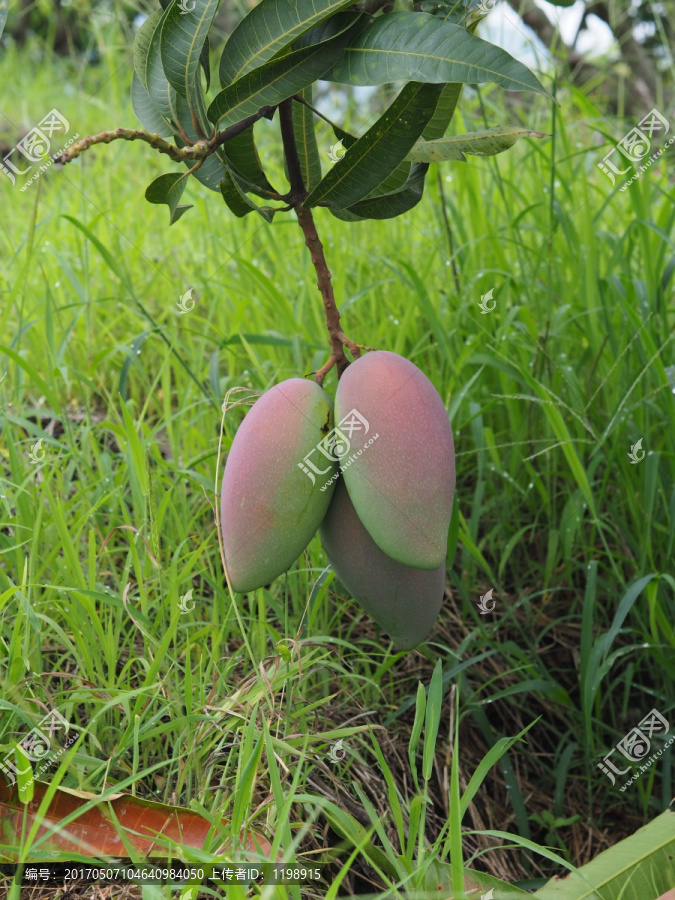 大青芒棚拍,高清芒果图片,绿