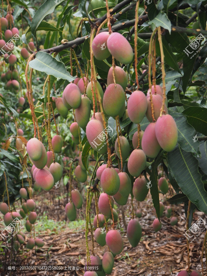 青芒,贵妃,水果,红芒,香芒