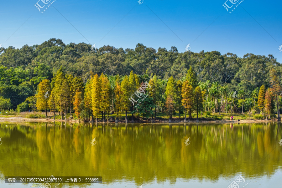 阳光树林湖岸美景