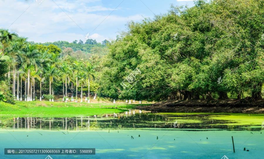 阳光池塘森林