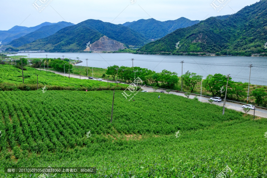 茶山茶园,茶园风光