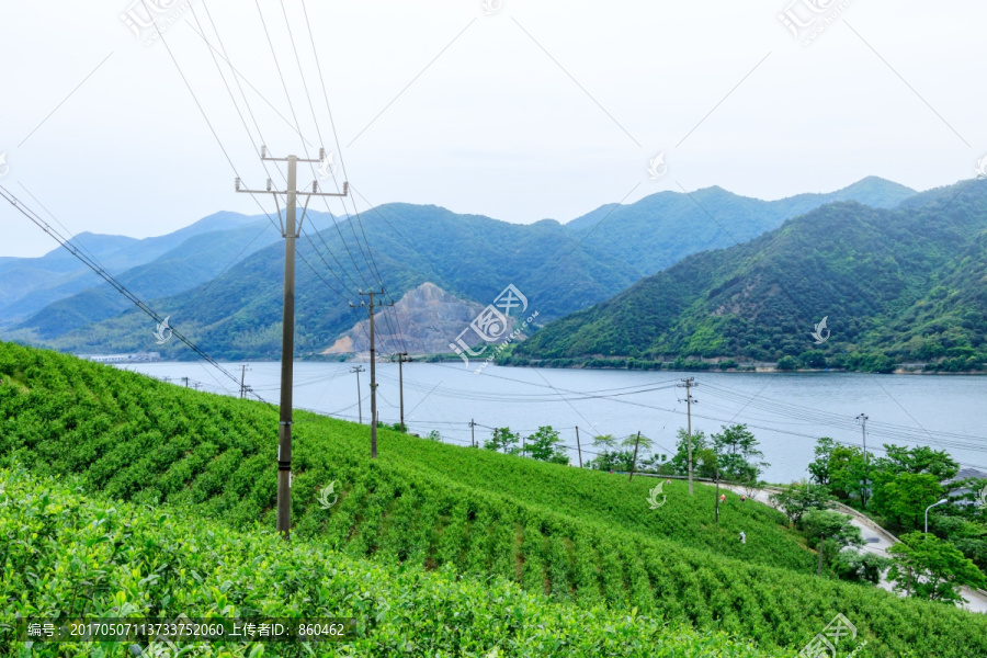 茶山茶园,茶山风景,茶园茶叶