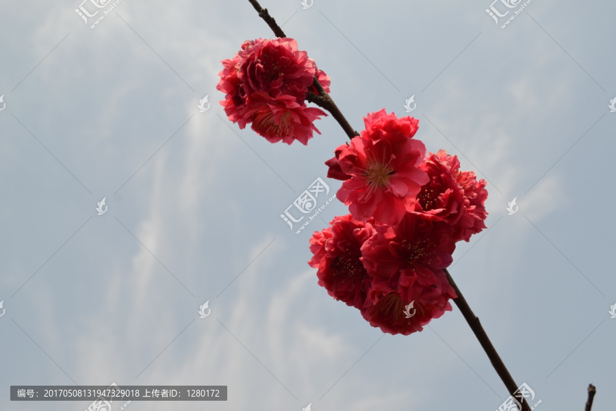 桃花,看桃花,碧桃花