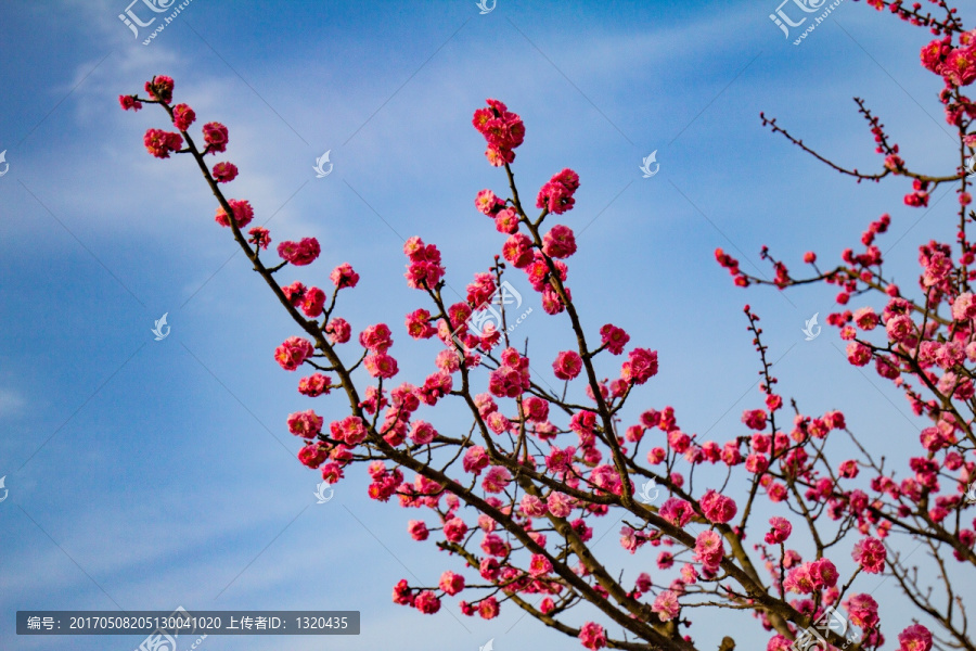 梅花