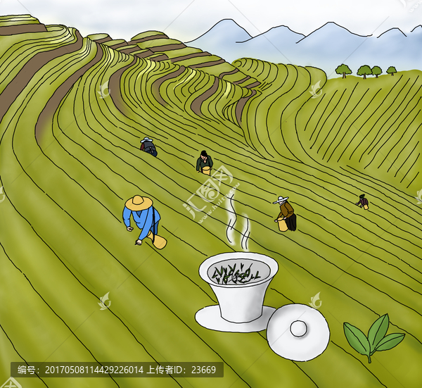 茶園茶農(nóng)采茶手繪