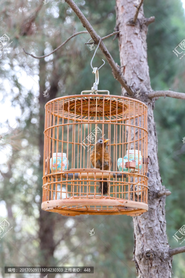 鸟笼子,竹制鸟笼,树上的鸟笼