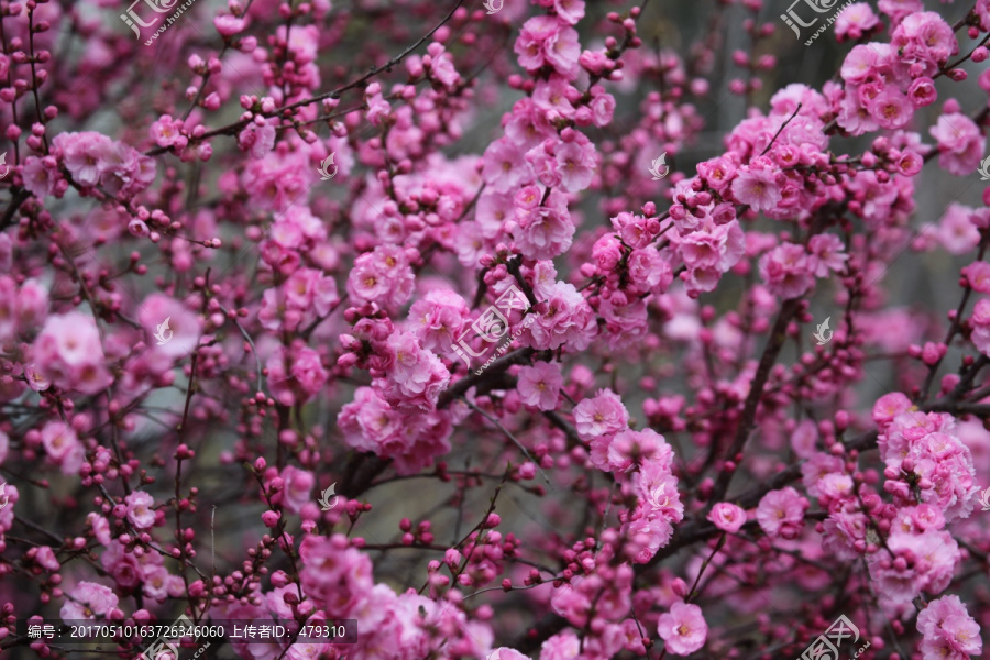 桃紅,花朵-匯圖網(wǎng) www.fosd68.com 桃紅,花朵