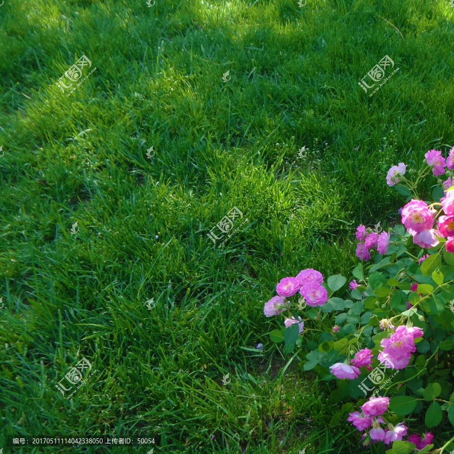 蔷薇花,绿草地